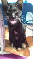 Gatinhos