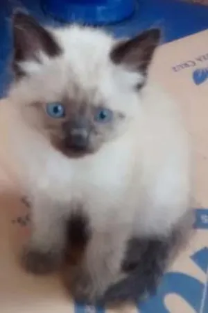 Gato raça Siamês idade 2 a 6 meses nome Princesa 