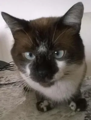Gato raça Siamês idade 1 ano nome Xico