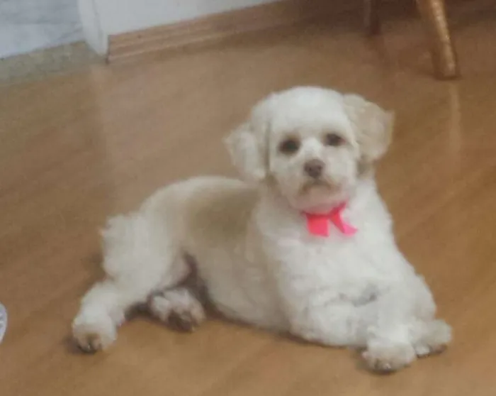 Cachorro ra a SRD idade 2 anos nome Luna