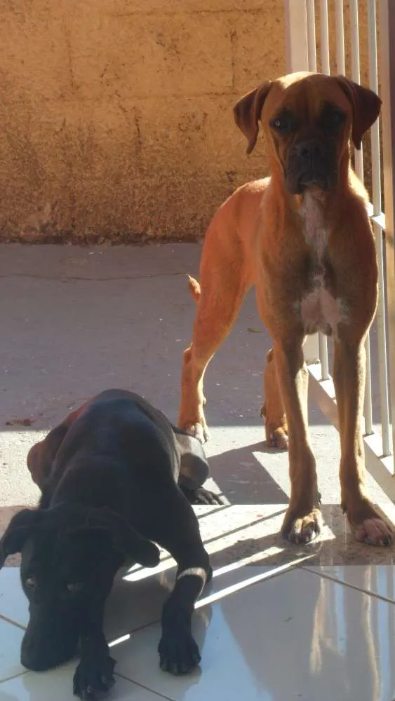 Cachorro ra a Boxer idade 2 anos nome Vitória