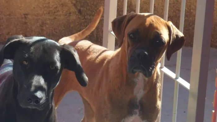 Cachorro ra a Boxer idade 2 anos nome Vitória