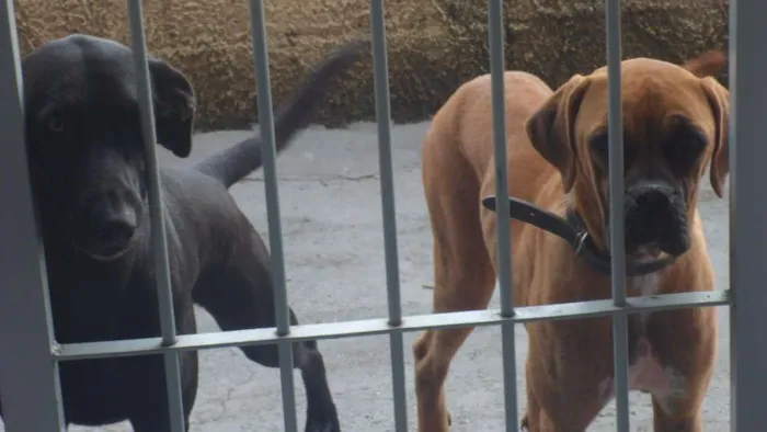 Cachorro ra a Labrador idade 2 anos nome Filó