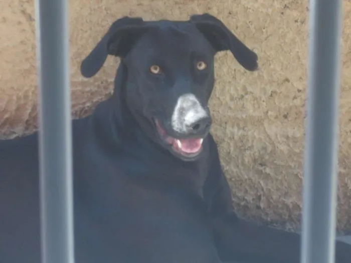 Cachorro ra a Labrador idade 2 anos nome Filó