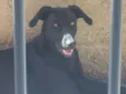 Filó