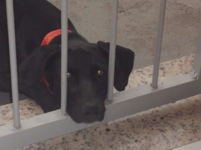 Cachorro ra a Labrador idade 2 anos nome Filó