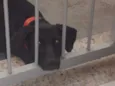Filó