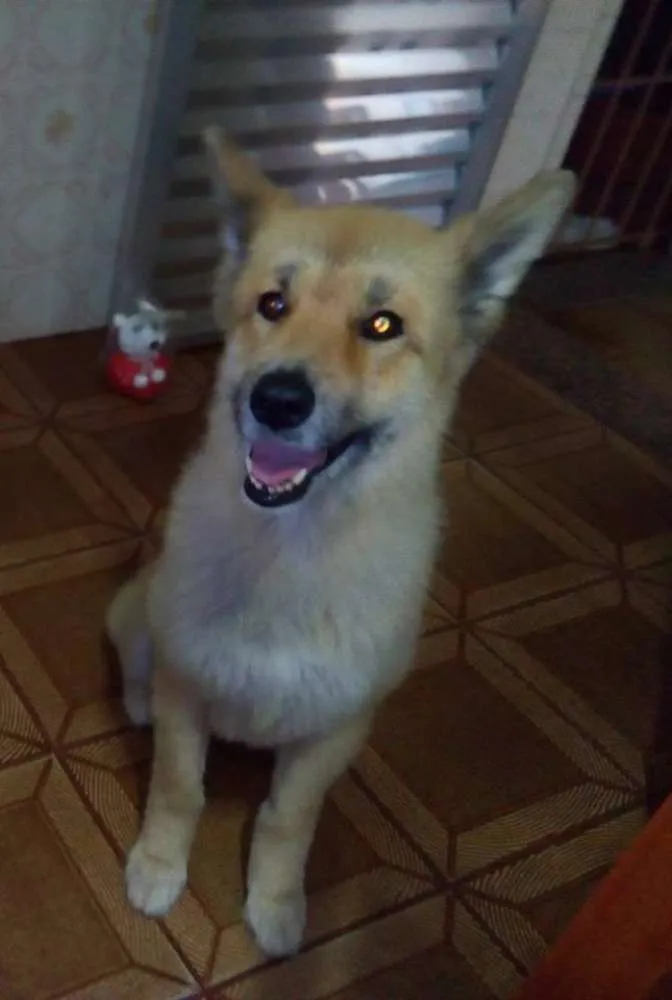 Cachorro ra a SRD idade 6 ou mais anos nome Nina GRATIFICA