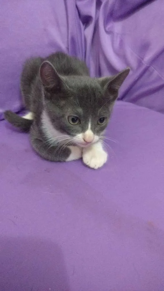 Gato raça  idade 2 a 6 meses nome Mila