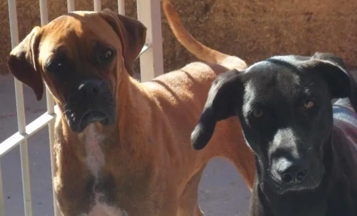 Cachorro ra a Labrador idade 2 anos nome Filó
