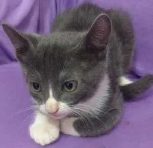 Gato raça  idade 2 a 6 meses nome Mila