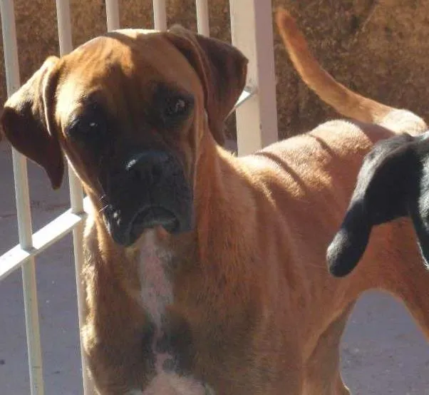 Cachorro ra a Boxer idade 2 anos nome Vitória
