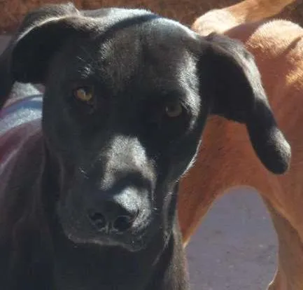 Cachorro ra a Labrador idade 2 anos nome Filó