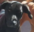 Filó