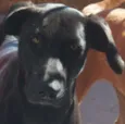 Filó