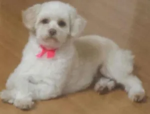 Cachorro raça SRD idade 2 anos nome Luna