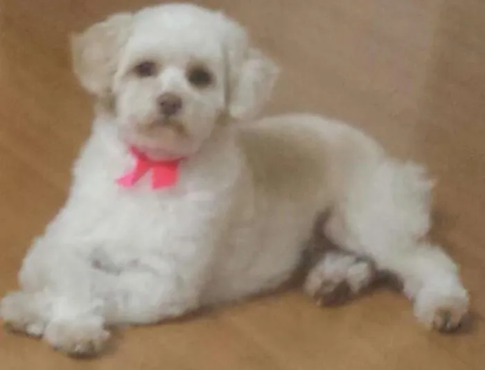 Cachorro ra a SRD idade 2 anos nome Luna