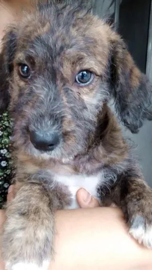Cachorro raça SRD idade 2 a 6 meses nome Sem nome ainda