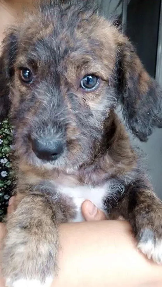 Cachorro ra a SRD idade 2 a 6 meses nome Sem nome ainda