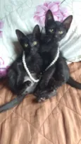 Tico e teca