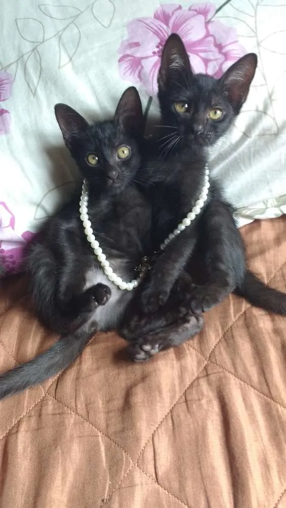 Gato ra a Vira lata  idade Abaixo de 2 meses nome Tico e teca