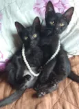 Tico e teca