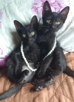 Gato raça Vira lata  idade Abaixo de 2 meses nome Tico e teca