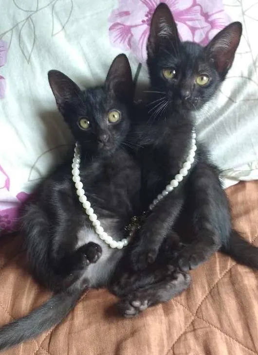 Gato ra a Vira lata  idade Abaixo de 2 meses nome Tico e teca