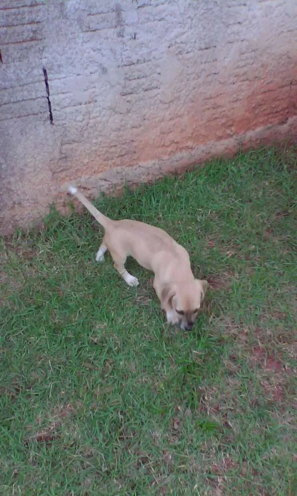 Cachorro ra a SRD idade 2 a 6 meses nome Filhotes