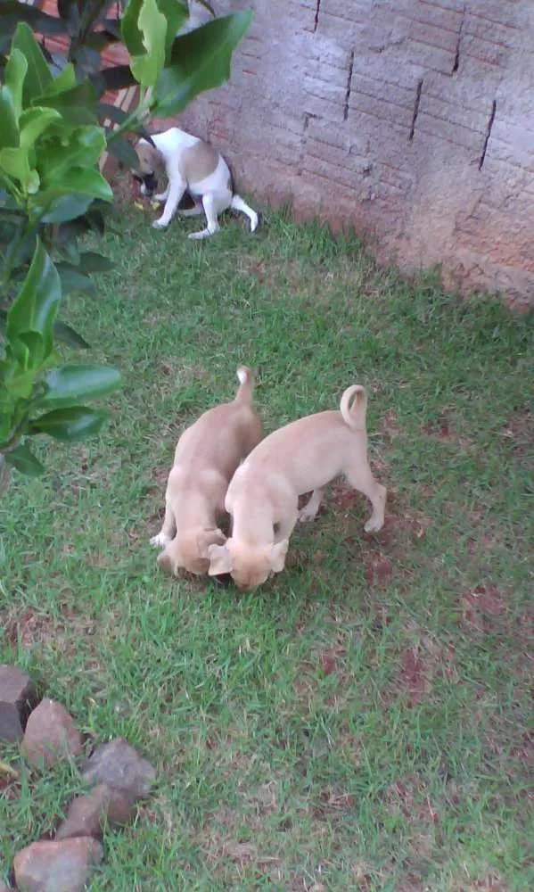 Cachorro ra a SRD idade 2 a 6 meses nome Filhotes