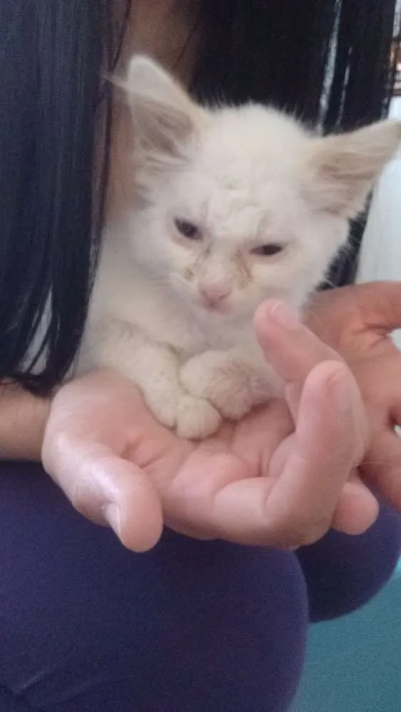 Gato ra a SRD idade 2 a 6 meses nome Marie