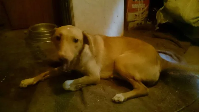 Cachorro raça RND idade 7 a 11 meses nome Ana