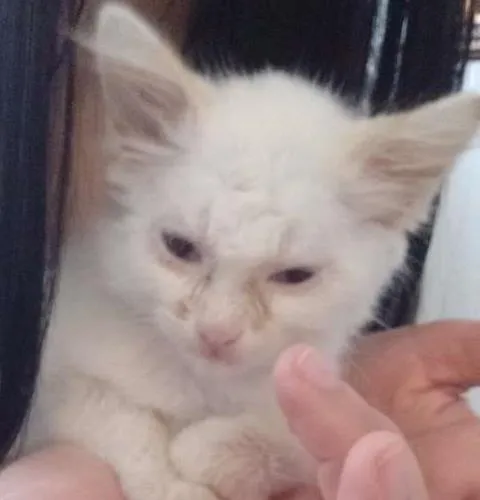 Gato ra a SRD idade 2 a 6 meses nome Marie
