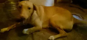 Cachorro raça RND idade 7 a 11 meses nome Ana