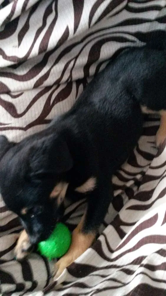Cachorro ra a nao sei idade 2 a 6 meses nome nao tem nome