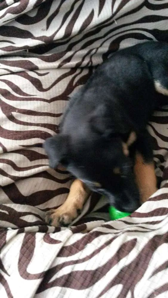 Cachorro ra a nao sei idade 2 a 6 meses nome nao tem nome