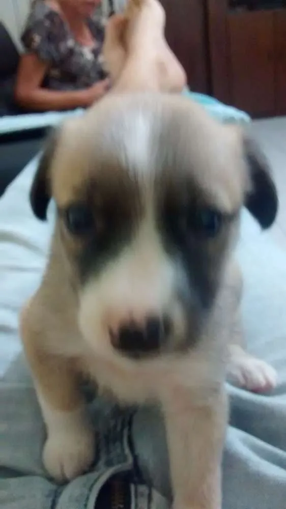 Cachorro ra a  idade Abaixo de 2 meses nome Pelota