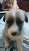 Pelota