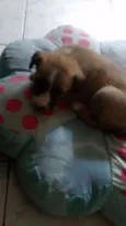 Pelota