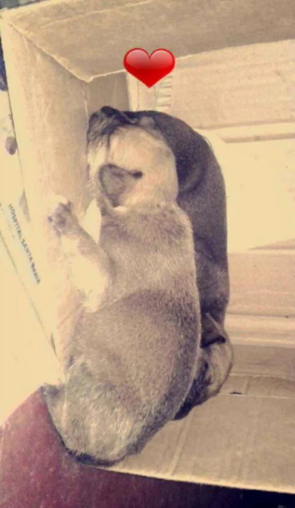 Cachorro ra a vira lata idade 2 a 6 meses nome sem nome
