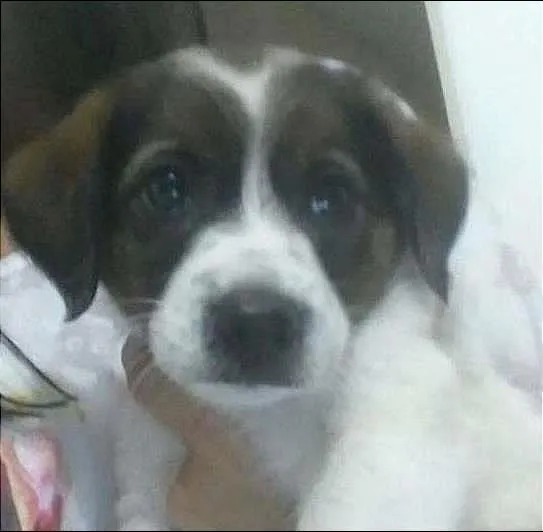 Cachorro ra a Vira lata idade 2 a 6 meses nome Ainda não tem