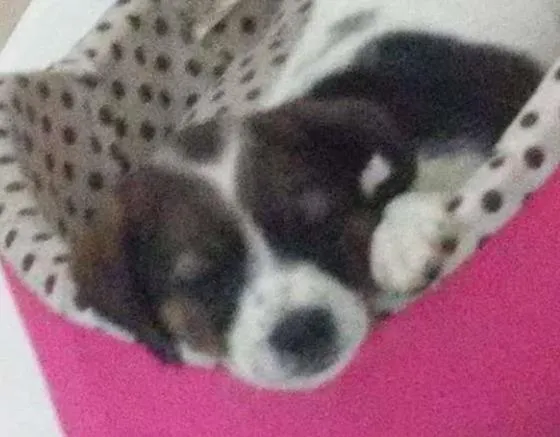 Cachorro ra a Vira lata idade 2 a 6 meses nome Ainda não tem