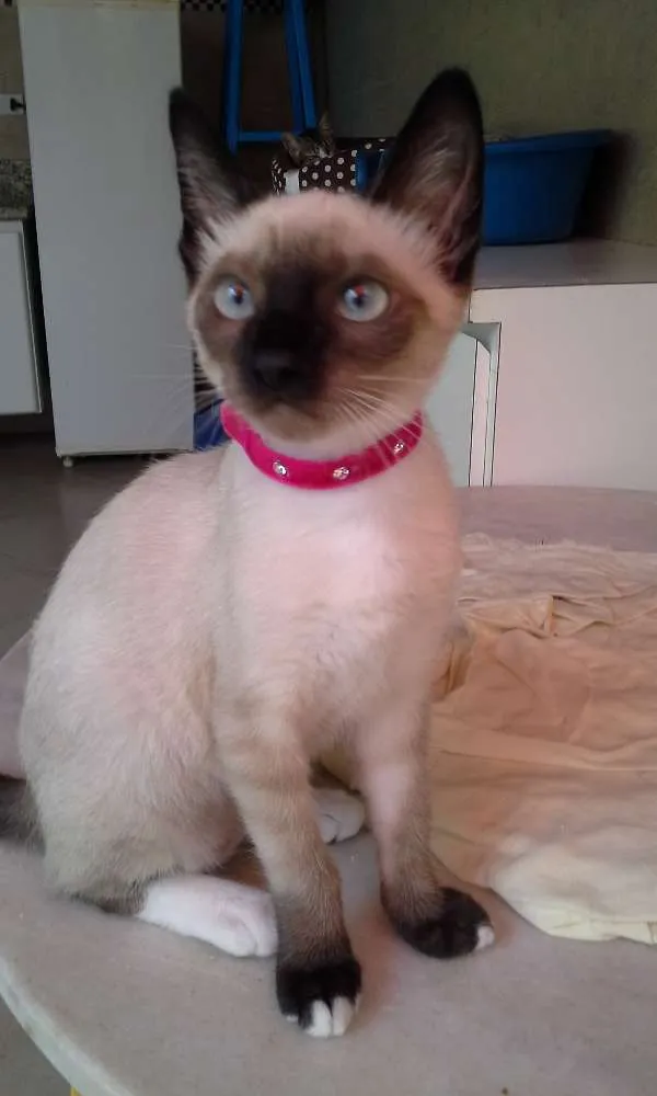Gato ra a  idade 2 a 6 meses nome BERENICE