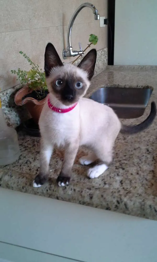 Gato ra a  idade 2 a 6 meses nome BERENICE