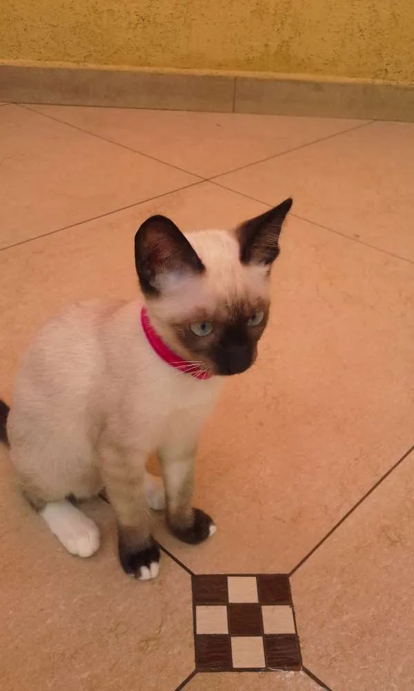 Gato ra a  idade 2 a 6 meses nome BERENICE