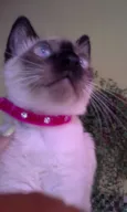 BERENICE