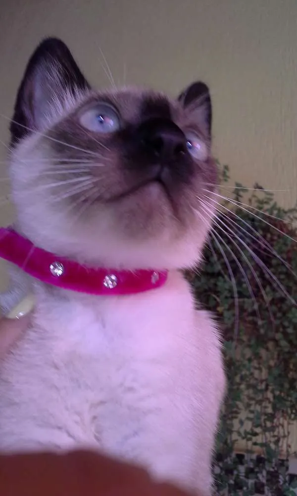 Gato ra a  idade 2 a 6 meses nome BERENICE