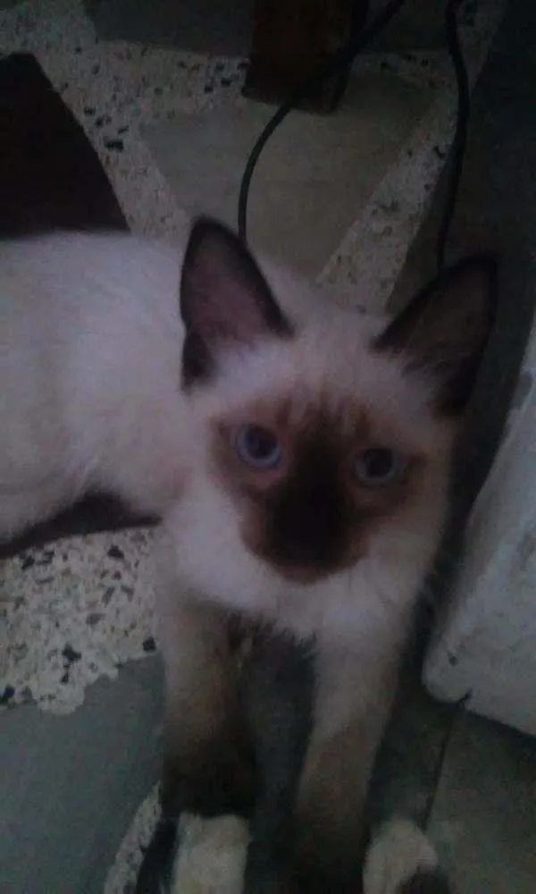 Gato raça Siamês idade Abaixo de 2 meses nome sem nome
