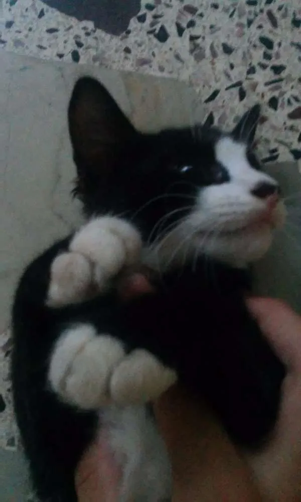 Gato raça Siamês idade Abaixo de 2 meses nome sem nome