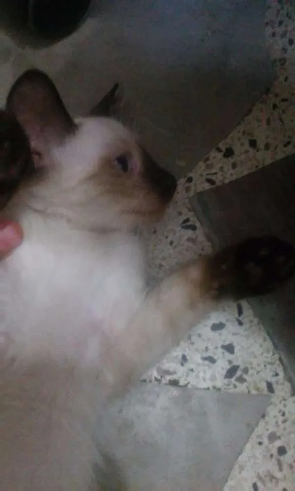 Gato raça Siamês idade Abaixo de 2 meses nome sem nome